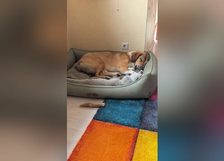 Kangal Mischlingshündin, jung, lieb und verspielt