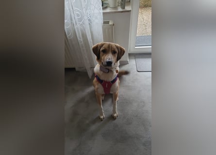 Kangal Mischlingshündin, jung, lieb und verspielt