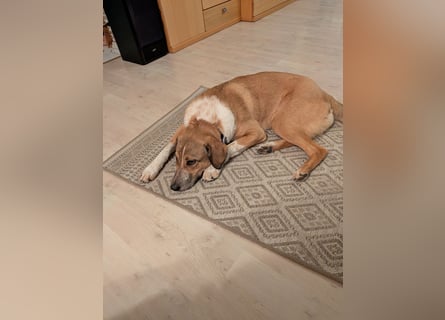 Kangal Mischlingshündin, jung, lieb und verspielt