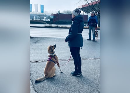 Kangal Mischlingshündin, jung, lieb und verspielt