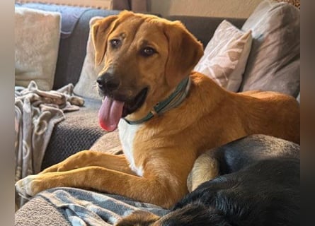 Kangal-Mix-Junghündin ♥ SUVI ♥ wartet bereits in 25779 Hennstedt auf Euch