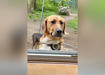 Kangal-Mix-Junghündin ♥ SUVI ♥ wartet bereits in 25779 Hennstedt auf Euch