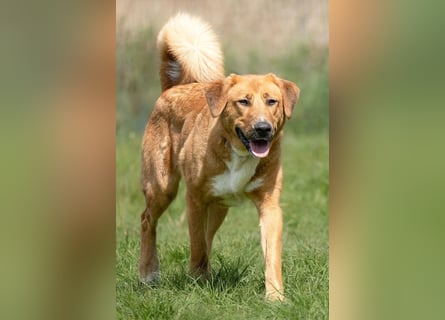 Kangal-Mix-Junghündin ♥ SUVI ♥ wartet bereits in 25779 Hennstedt auf Euch