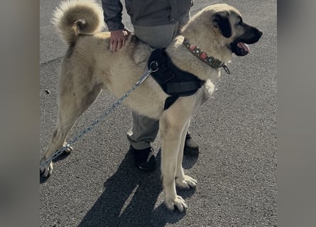Kangal Camo sucht neues Zuhause