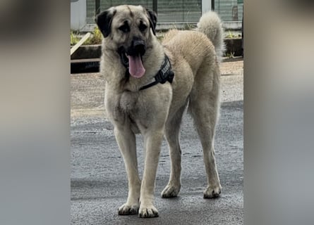Kangal Camo sucht neues Zuhause