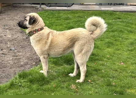 Kangal Camo sucht neues Zuhause