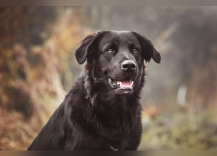 Kaukase-Hovawart Mix sucht neues Zuhause