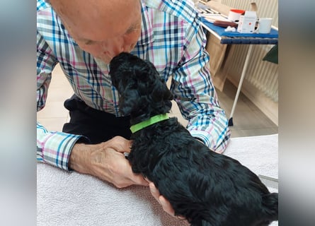 Kerry Blue Terrier Welpen – zu verkaufen