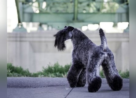 Kerry Blue Terrier Welpen – zu verkaufen