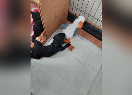 Kerry Blue Terrier Welpen – zu verkaufen