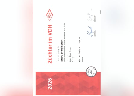 Kerry Blue Terrier Welpen – zu verkaufen