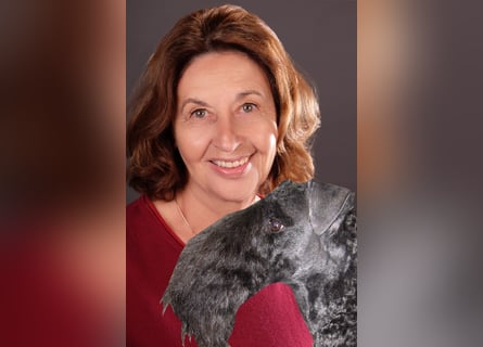 Kerry Blue Terrier Welpen – kleine Kunstwerke auf vier Pfoten suchen ihr Für-immer-Zuhause