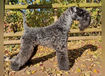 Kerry Blue Terrier Welpen – kleine Kunstwerke auf vier Pfoten suchen ihr Für-immer-Zuhause