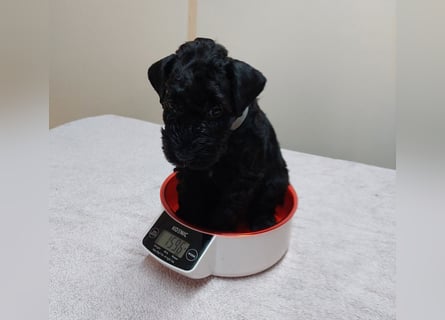 Kerry Blue Terrier Welpen – zu verkaufen