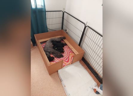 Kerry Blue Terrier Welpen – zu verkaufen