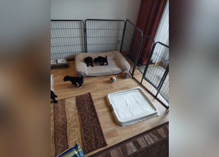 Kerry Blue Terrier Welpen – zu verkaufen