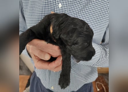 Kerry Blue Terrier Welpen – zu verkaufen