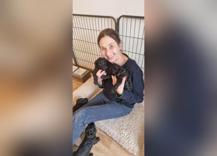 Kerry Blue Terrier Welpen – zu verkaufen