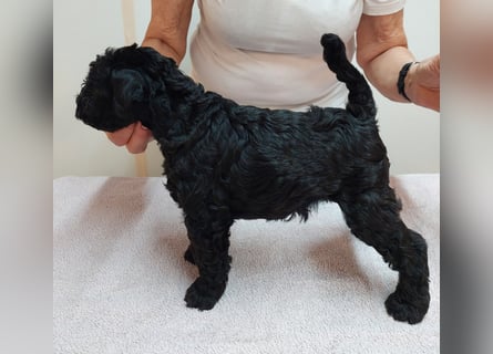 Kerry Blue Terrier Welpen – zu verkaufen