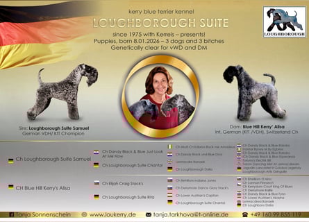 Kerry Blue Terrier Welpen – kleine Kunstwerke auf vier Pfoten suchen ihr Für-immer-Zuhause