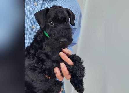 Kerry Blue Terrier Welpe – zu verkaufen