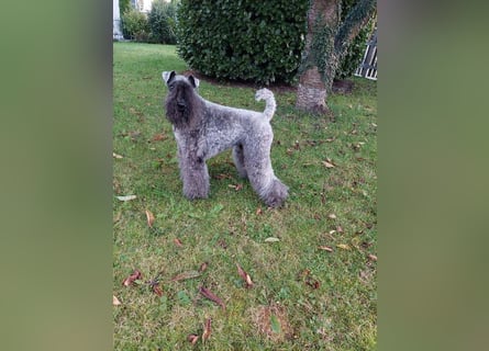 Kerry Blue Terrier Welpen – kleine Kunstwerke auf vier Pfoten suchen ihr Für-immer-Zuhause