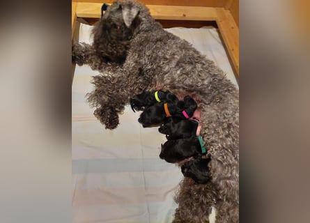 Kerry Blue Terrier Welpen – kleine Kunstwerke auf vier Pfoten suchen ihr Für-immer-Zuhause