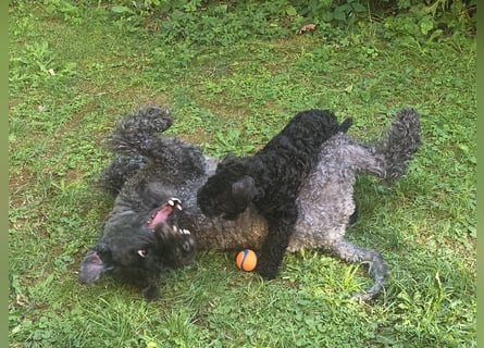 Kerry Blue Terrier Welpe (Rüde) sucht Traumzuhause