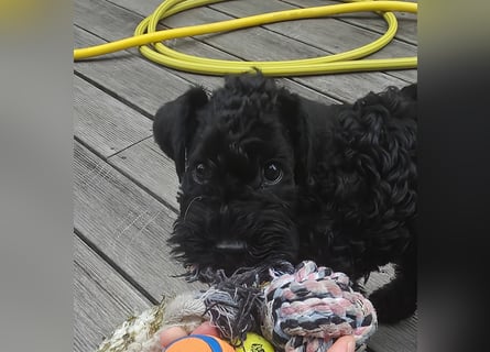 Kerry Blue Terrier Welpe (Rüde) sucht Traumzuhause