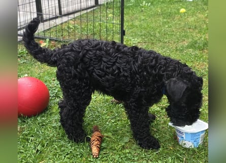 Kerry Blue Terrier Welpe (Rüde) sucht Traumzuhause