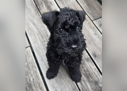 Kerry Blue Terrier Welpe (Rüde) sucht Traumzuhause