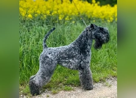 Kerry Blue Terrier Welpen