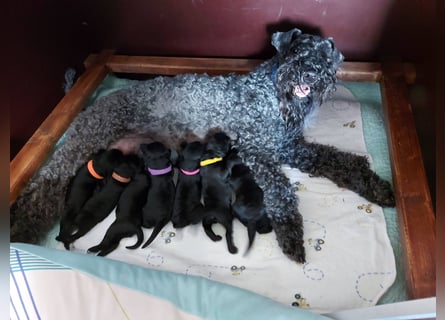 Kerry Blue Terrier Welpen