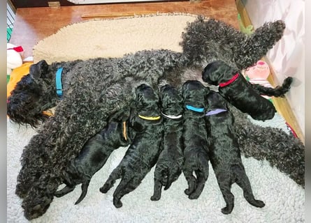 Kerry Blue Terrier Welpen