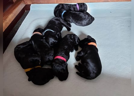 Kerry Blue Terrier Welpen