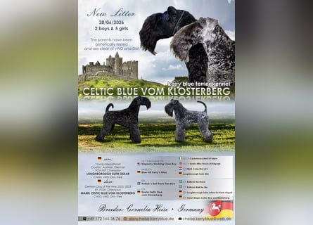 Kerry Blue Terrier Welpen