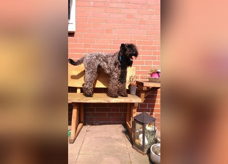 Kerry Blue Terrier Welpen