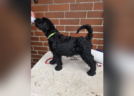 Kerry Blue Terrier Welpen