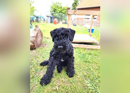 Kerry Blue Terrier Welpen