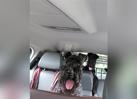 Kerry Blue Terrier Welpen