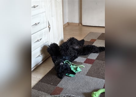 Kerry Blue Terrier Welpen