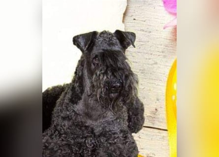 Kerry Blue Terrier Welpen