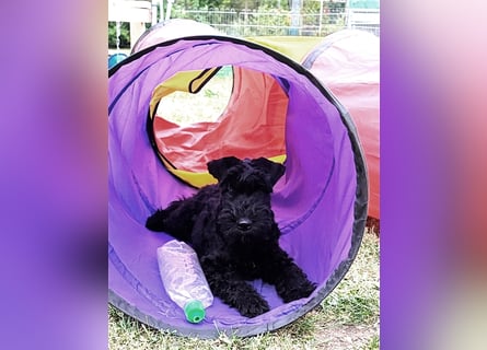 Kerry Blue Terrier Welpen