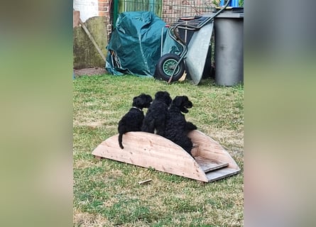 Kerry Blue Terrier Welpen