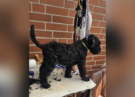Kerry Blue Terrier Welpen