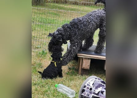 Kerry Blue Terrier Welpen