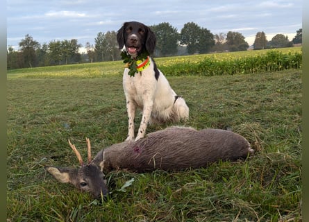 Perfekte Jagdpartner, Kleiner Münsterländer, jagdlich geführt