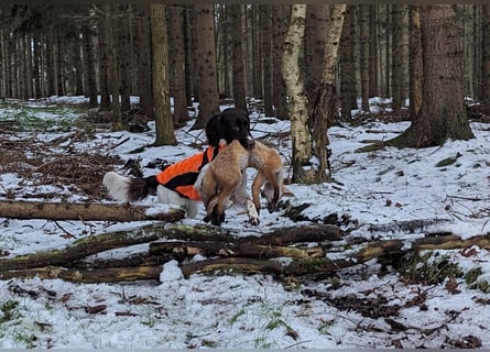 Perfekte Jagdpartner, Kleiner Münsterländer, jagdlich geführt
