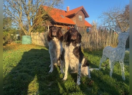 Kleine Münsterländer vom Kastanjenboom  Auslese-/Leistungszucht