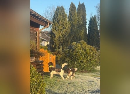 Kleine Münsterländer vom Kastanjenboom  Auslese-/Leistungszucht